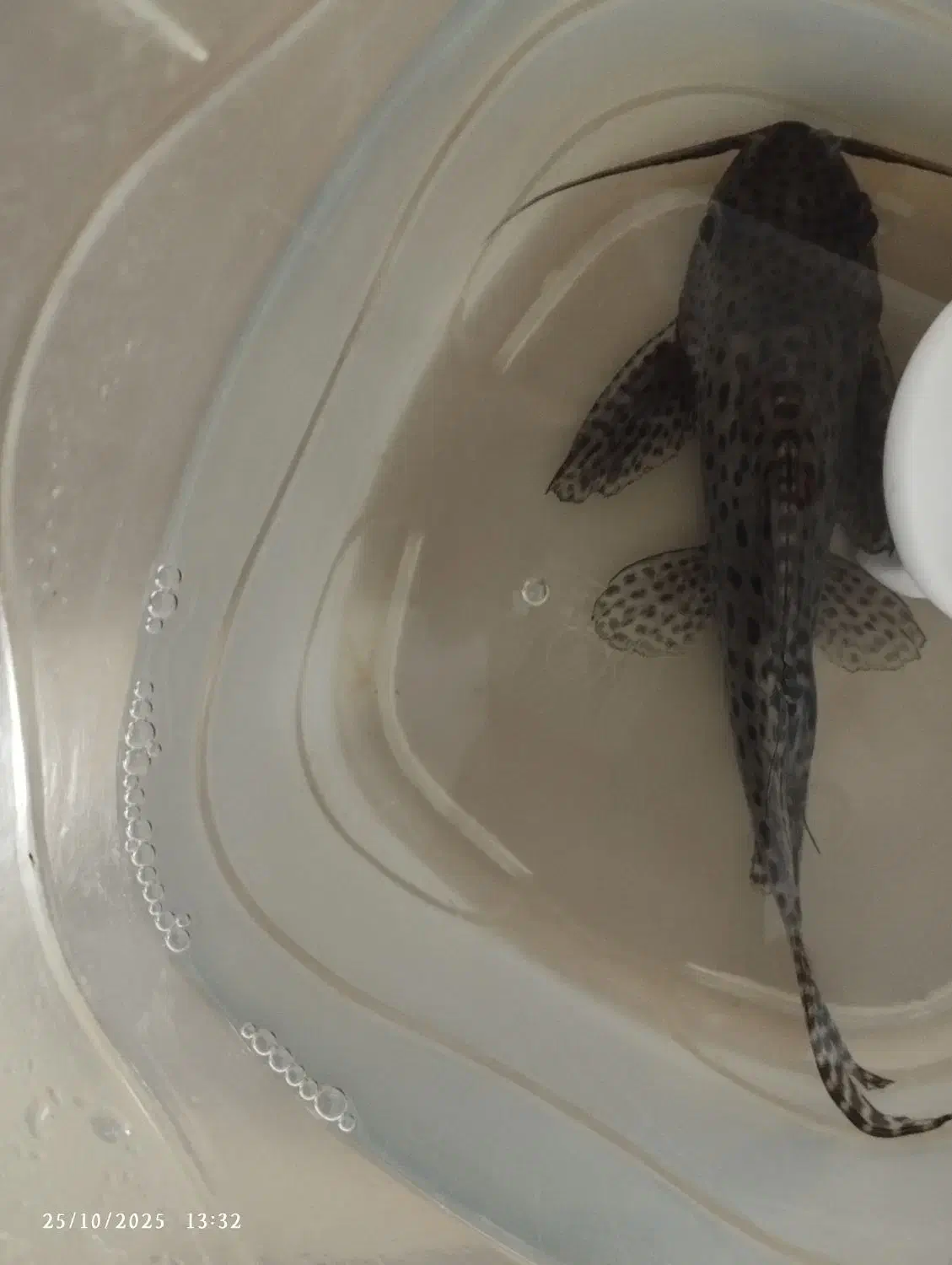 ماهی خرگوشی|ماهی|چناران, |دیوار