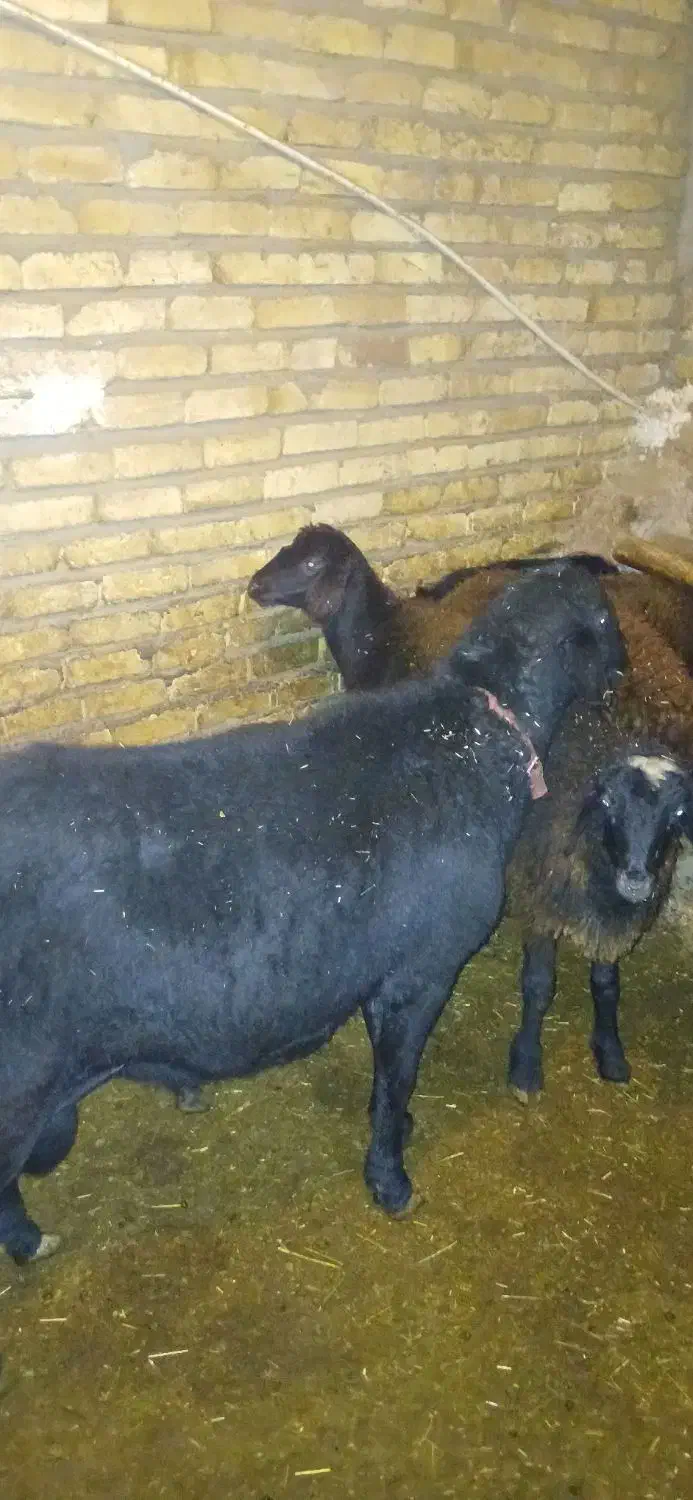 قوچ قره قول اصل|حیوانات مزرعه|حلب, |دیوار