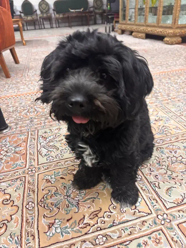 واگذاری سگ تریر ماده|سگ|تهران, افسریه شمالی|دیوار