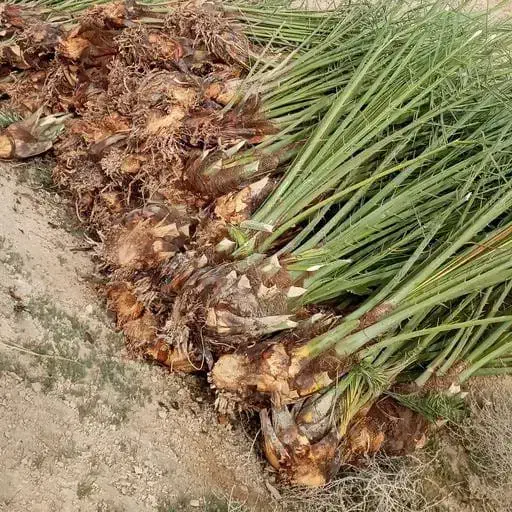 فروش انواع درخت نخل با قیمت مناسب|خدمات باغبانی و درختکاری|آران و بیدگل, |دیوار