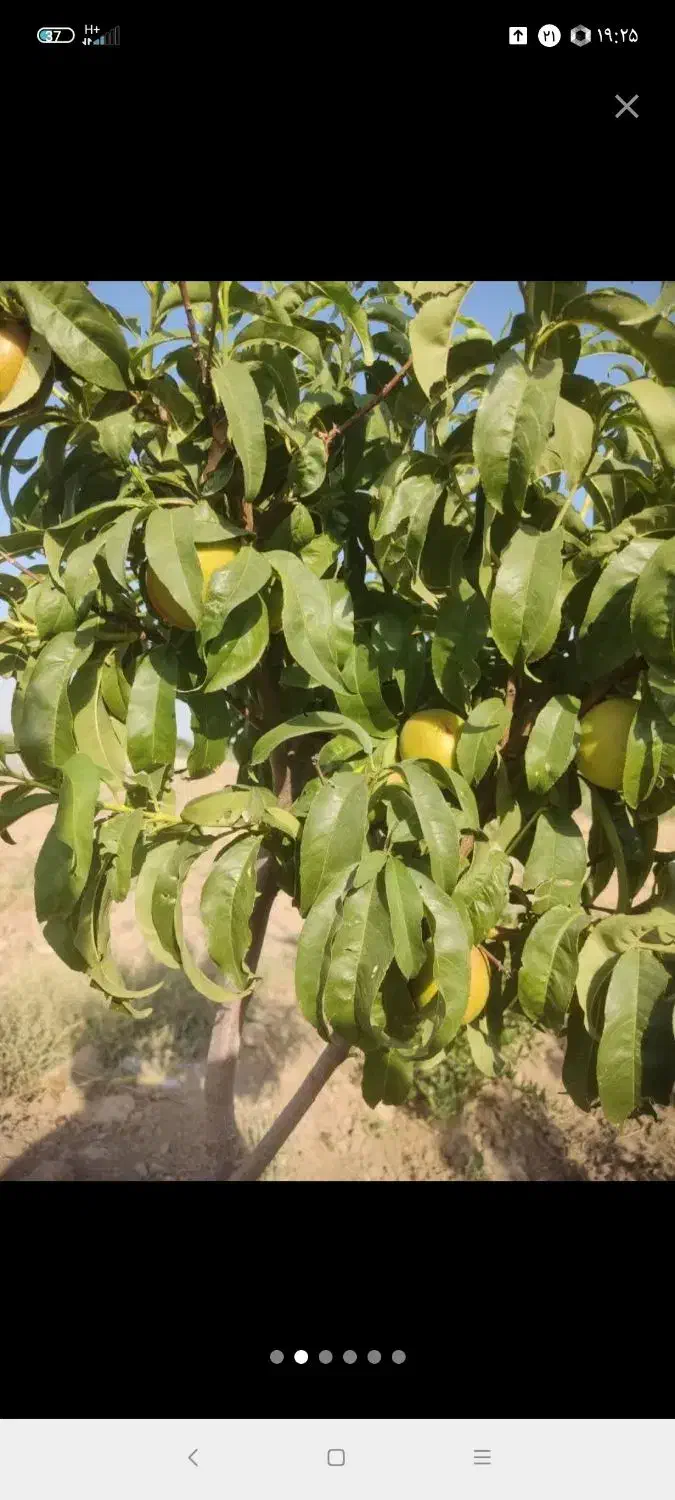 پانصد متر زمین بادرختان میوه|فروش دفتر صنعتی، کشاورزی، تجاری|محمدشهر, عباس آباد|دیوار