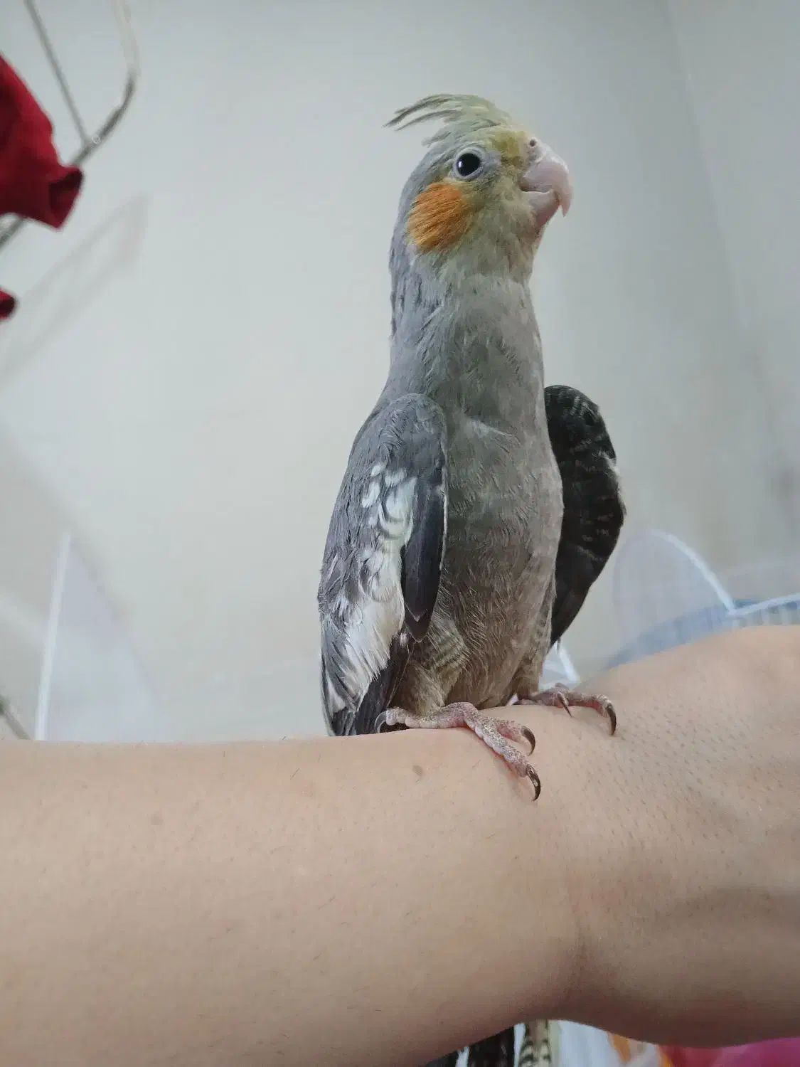 عروس هلندی|پرنده|صومعه‌سرا, |دیوار