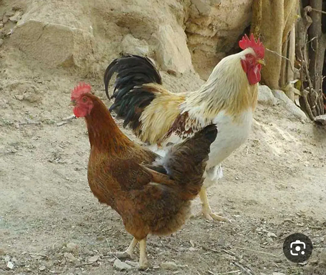 مرغ تخم گذار محلی|حیوانات مزرعه|محمدشهر, ولدآباد|دیوار