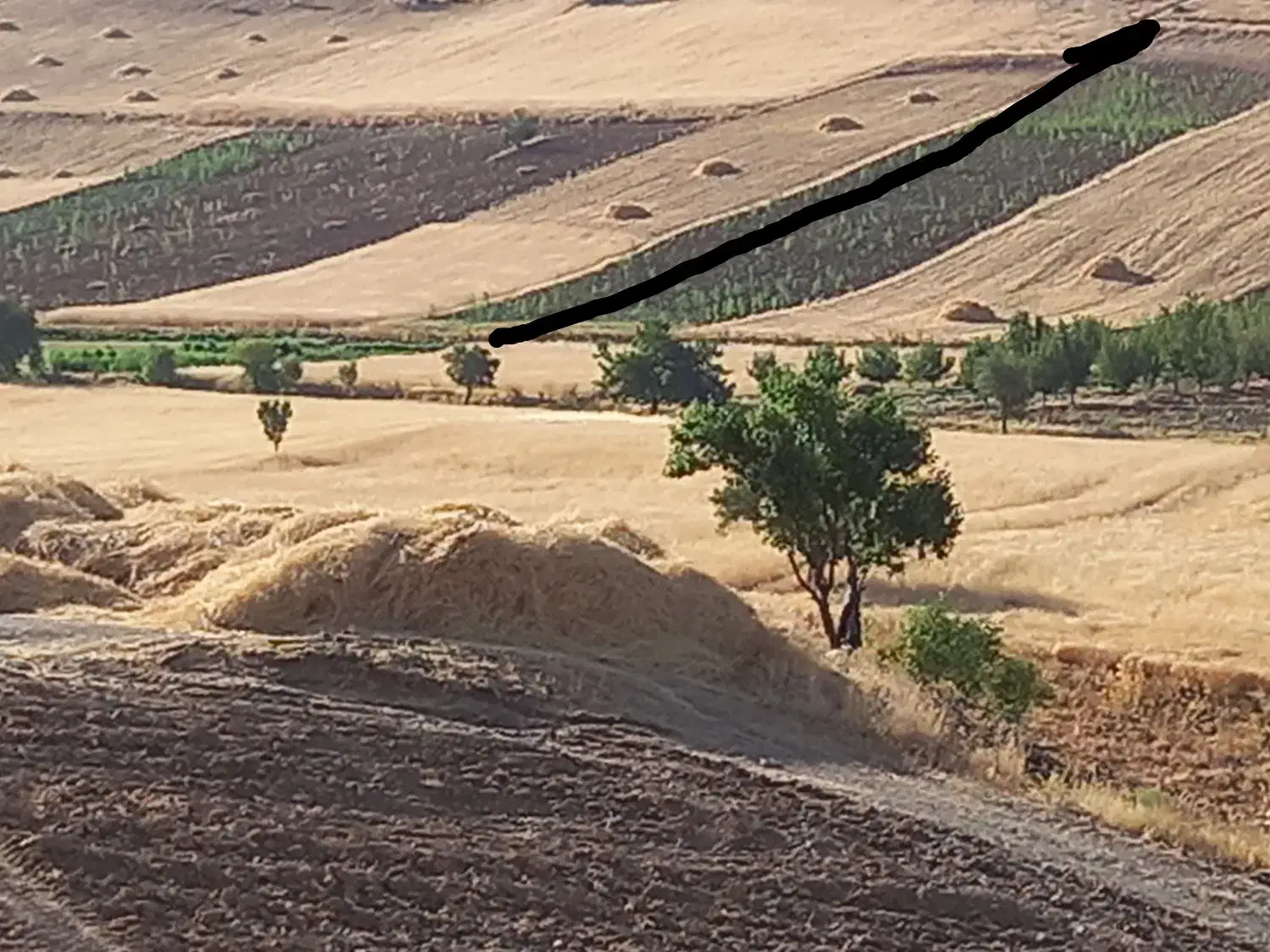 زمین کشاورزی|فروش زمین و ملک کلنگی|سقز, |دیوار