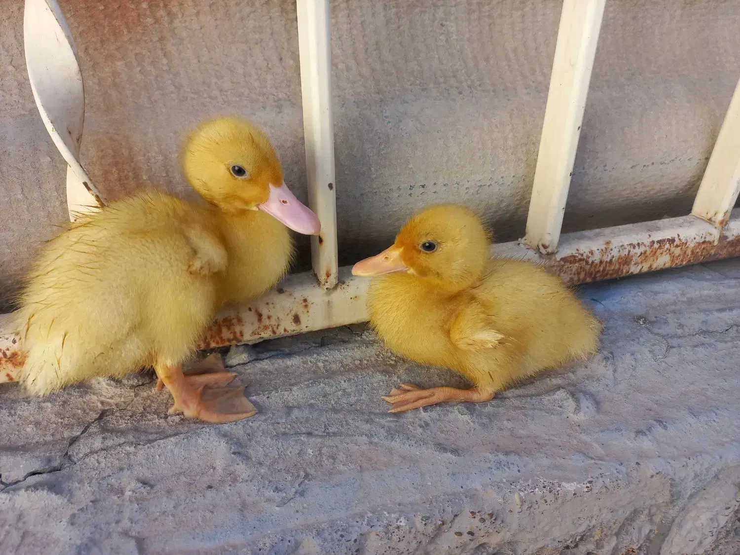 دو تا جوجه اردک|حیوانات مزرعه|فسا, |دیوار