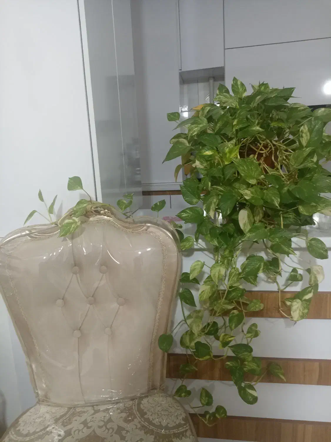 گل پتوس|گل و گیاه طبیعی|سنقر, |دیوار