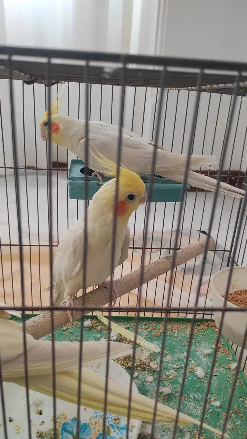 عروس|پرنده|اسلامشهر, شهرک سعیدیه|دیوار