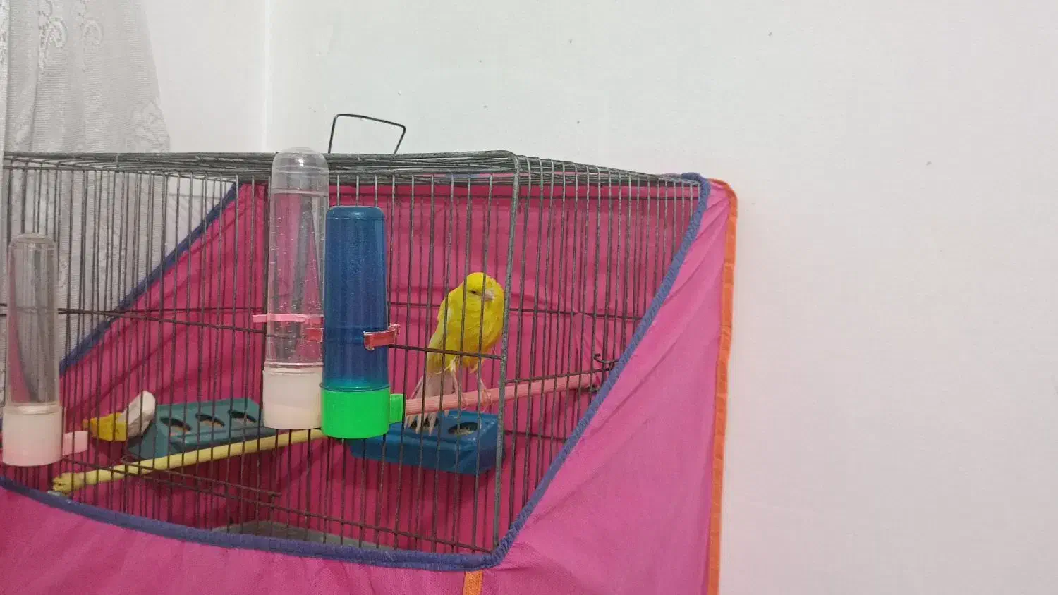 یک عدد قناری نر رسمی بلند جوان سالم|پرنده|قزوین, |دیوار