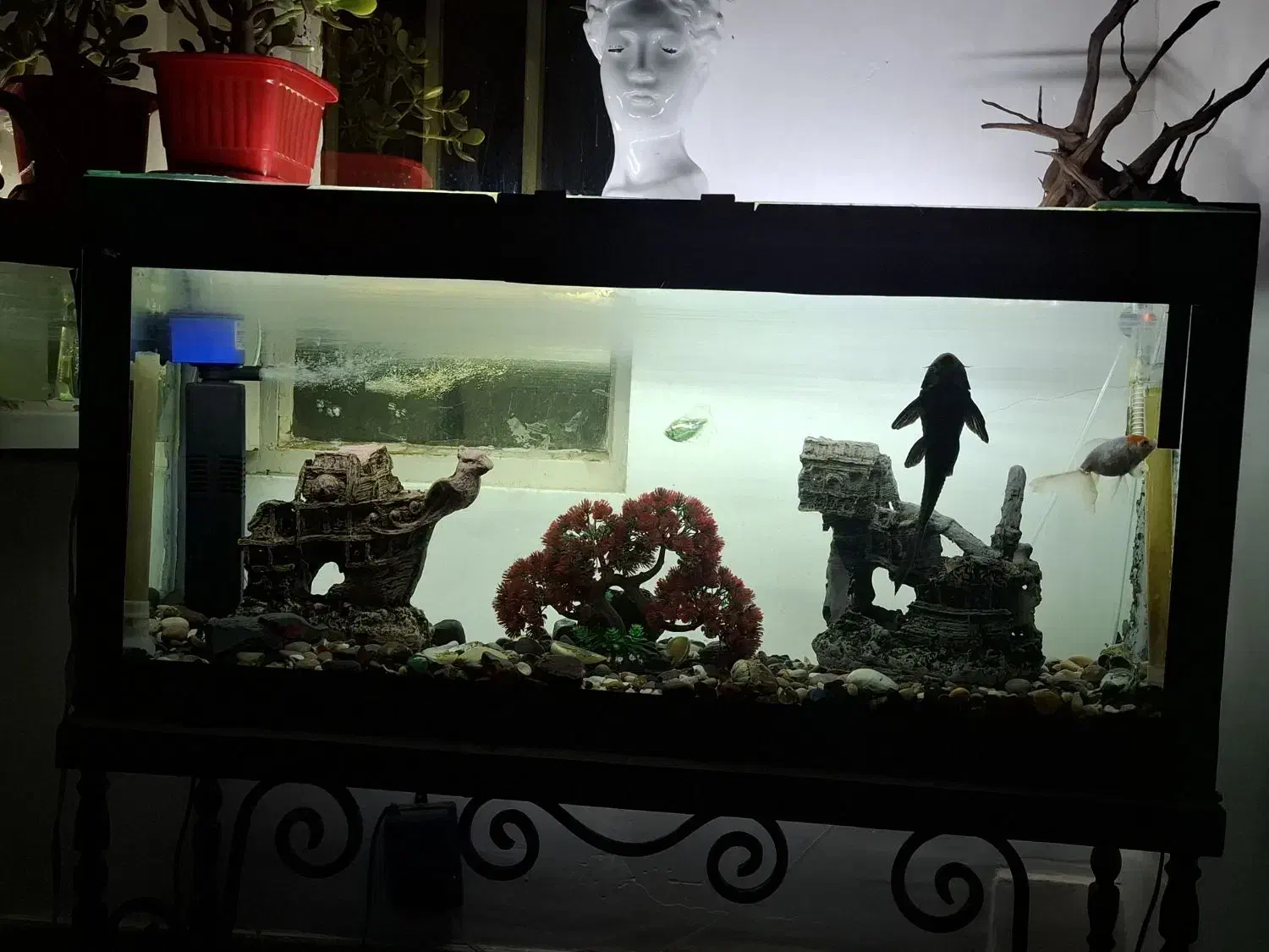 آکواریوم|ماهی|بروجرد, |دیوار