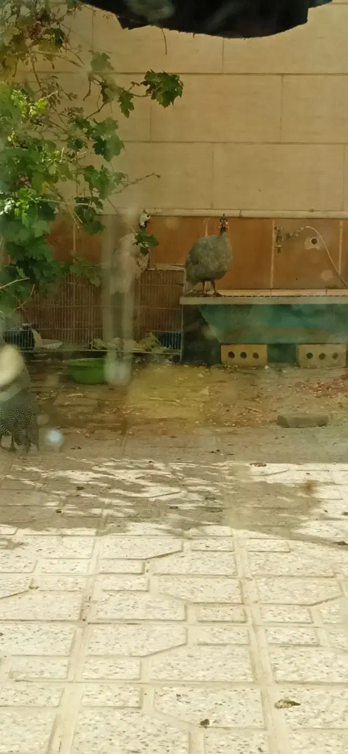 3عدد مرغ شاخدار سالم|حیوانات مزرعه|تربت‌حیدریه, باغ ملی|دیوار