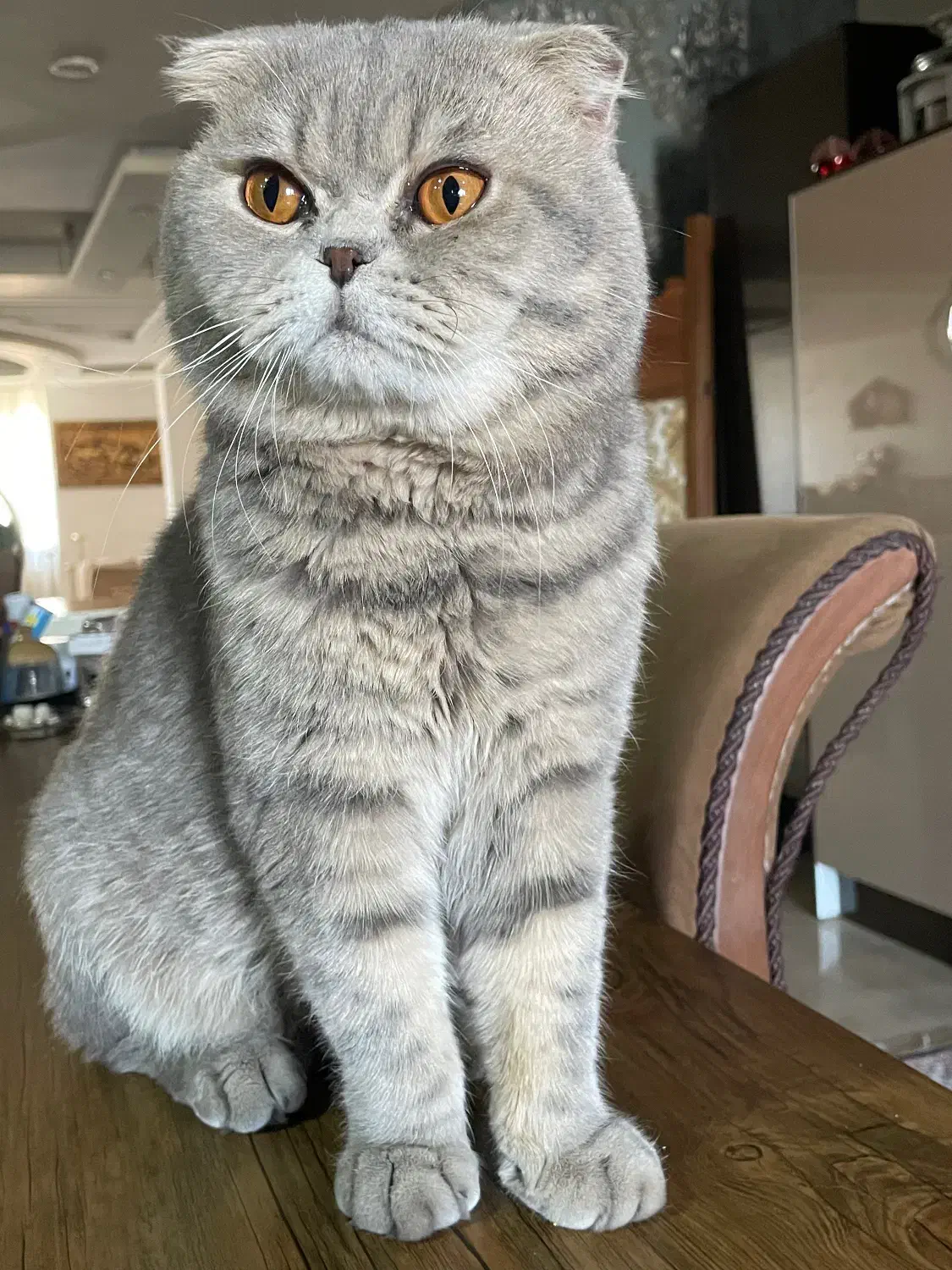 گربه اسکاتیش فولد خالص|گربه|بوکان, |دیوار