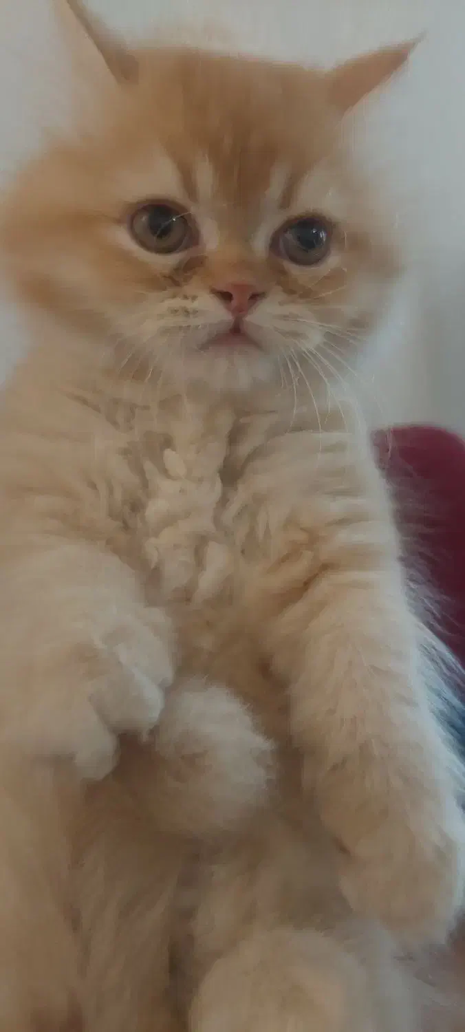 واگذاری گربه|گربه|قشم, |دیوار