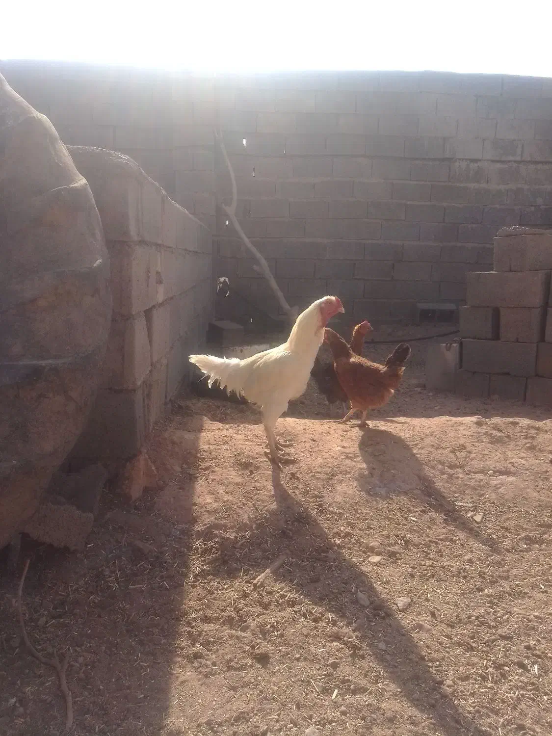 خروس لاری|حیوانات مزرعه|خواف, |دیوار