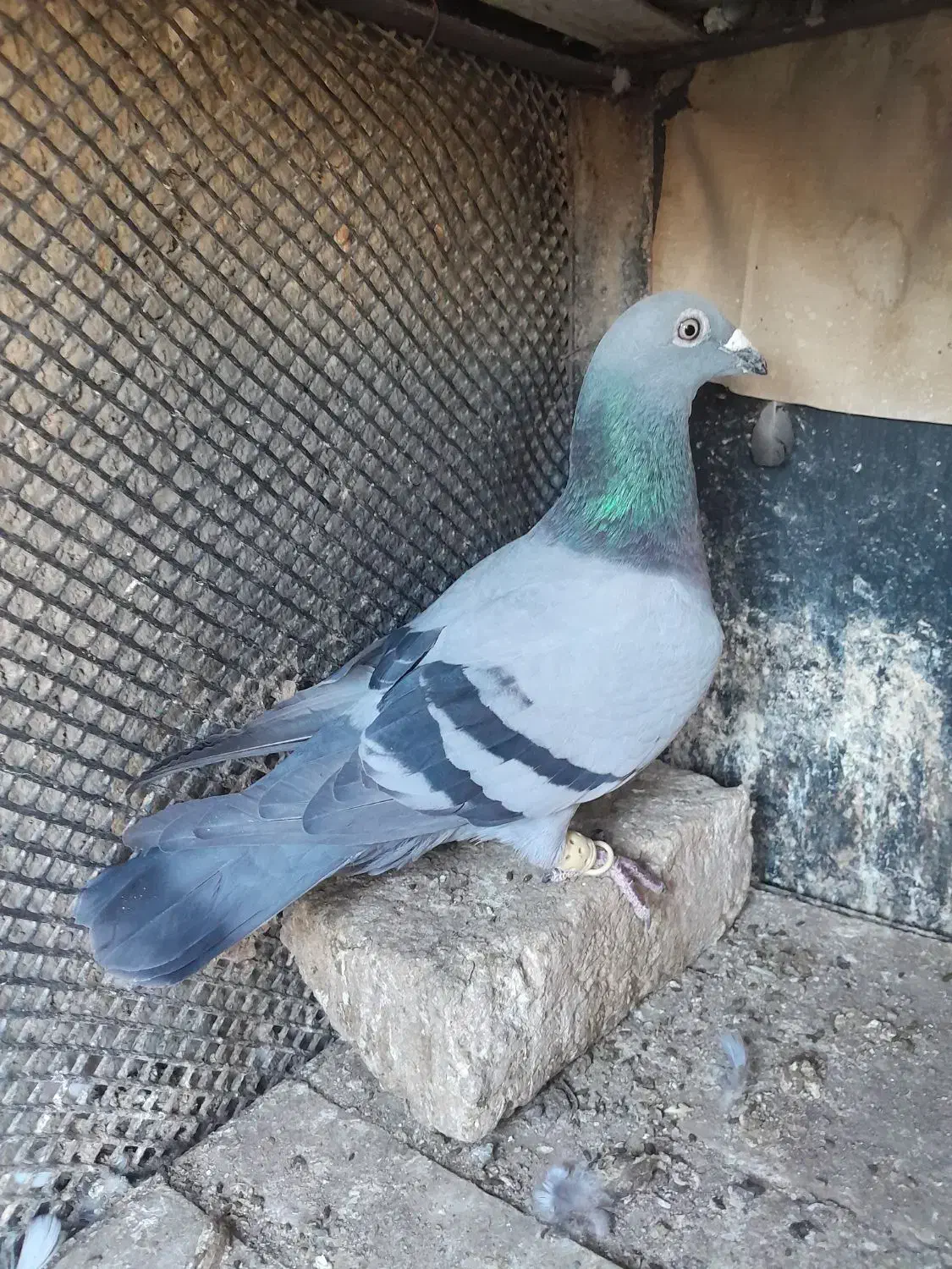 کبودپلاکی|پرنده|قزوین, |دیوار