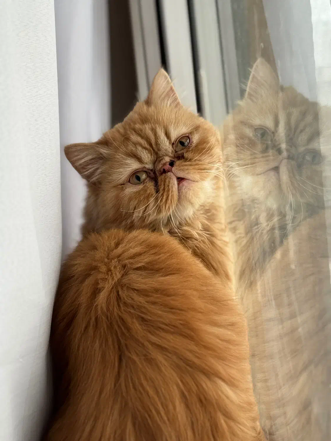 گربه پرشین|گربه|کرمانشاه, |دیوار