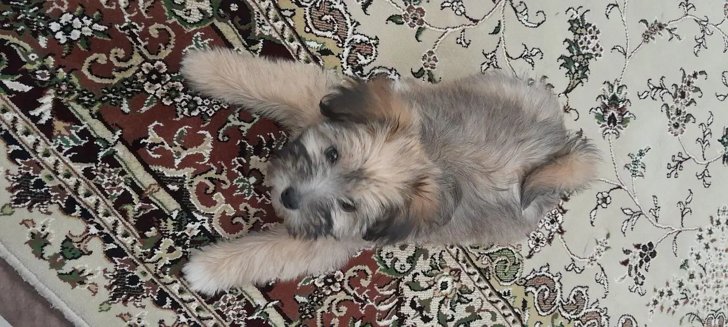 سگ خانگی|سگ|اردبیل, |دیوار