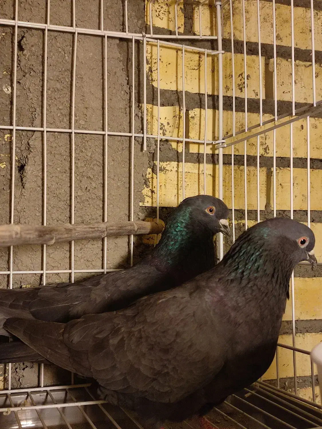 کفترهای پرشی|پرنده|خوانسار, |دیوار