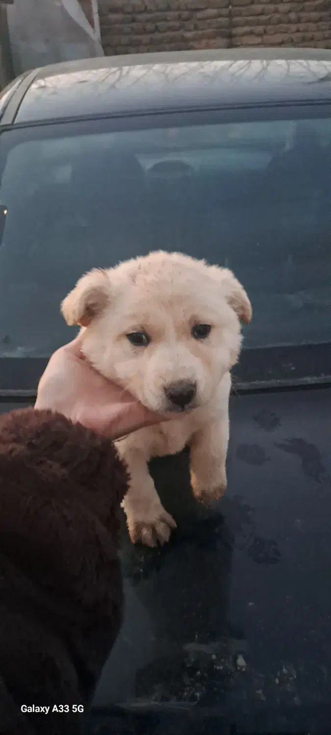 واگذاری سگ|سگ|تهران, ترمینال غرب|دیوار