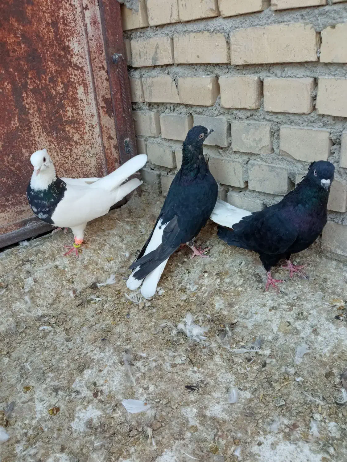 سه تا نر عالی|پرنده|بهبهان, |دیوار