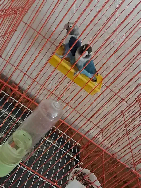 فروشی|پرنده|خوی, |دیوار