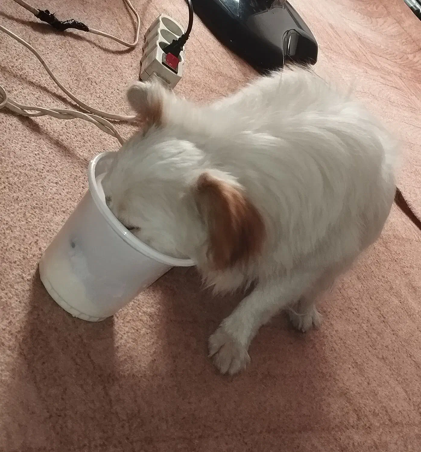 سگ پامر روباهی یک ساله|سگ|دزفول, |دیوار