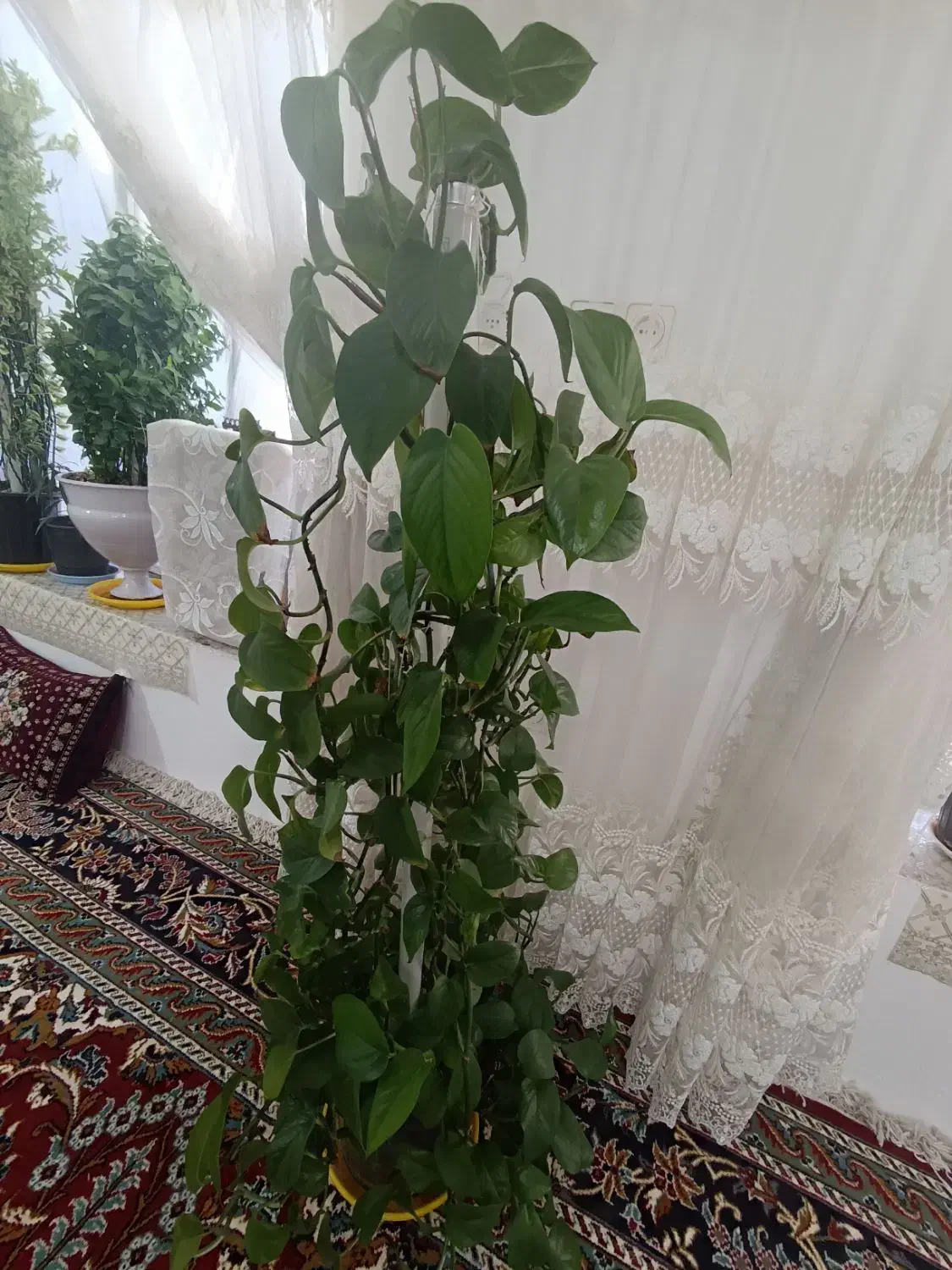 گل پتوس|گل و گیاه طبیعی|مشهد, امیرآباد|دیوار