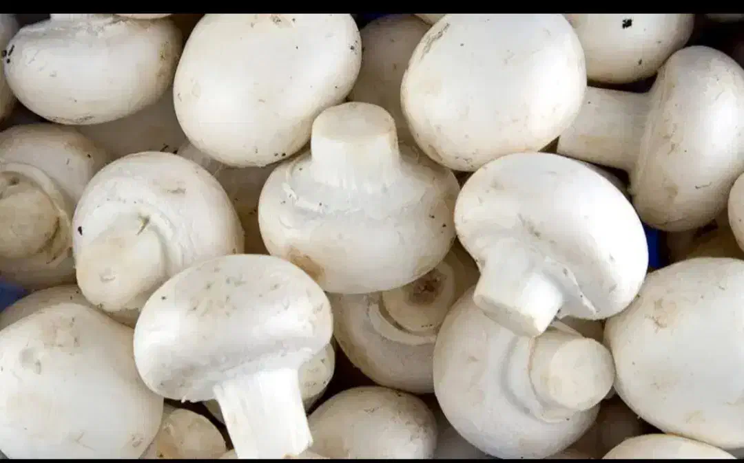 قارچ|خوردنی و آشامیدنی|الشتر, |دیوار