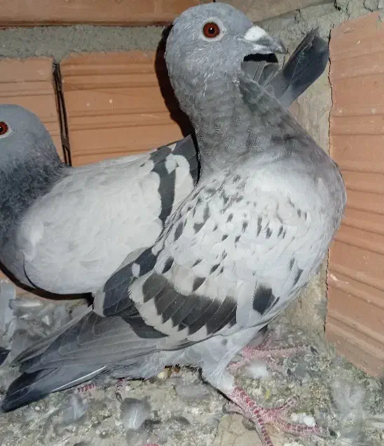 المانی|پرنده|مینودشت, |دیوار