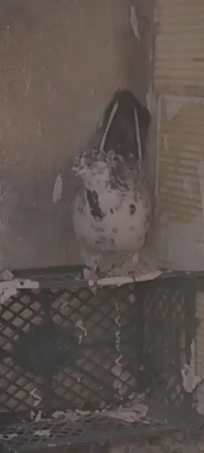 کبوتر گمشده|حیوانات|کوهدشت, |دیوار