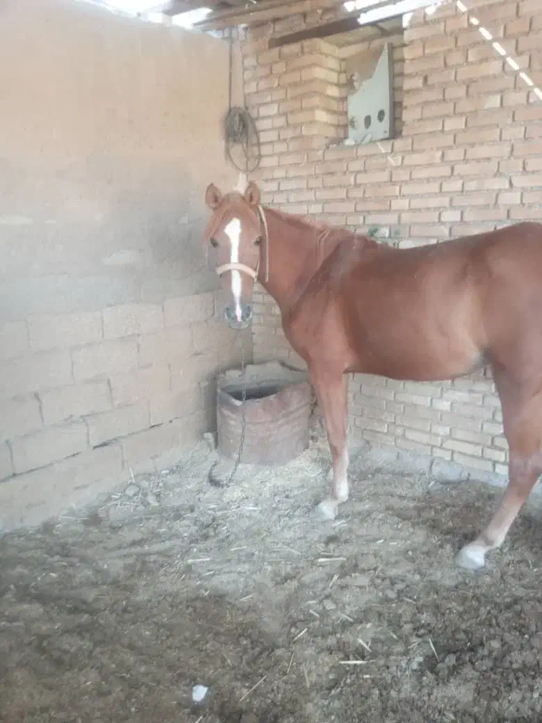 اسب|اسب و تجهیزات اسب‌سواری|حمیدیه, |دیوار