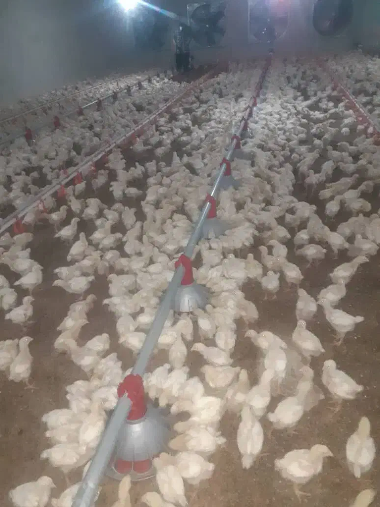 کارگر مرغداری|استخدام صنعتی، فنی، مهندسی|مسجد سلیمان, |دیوار