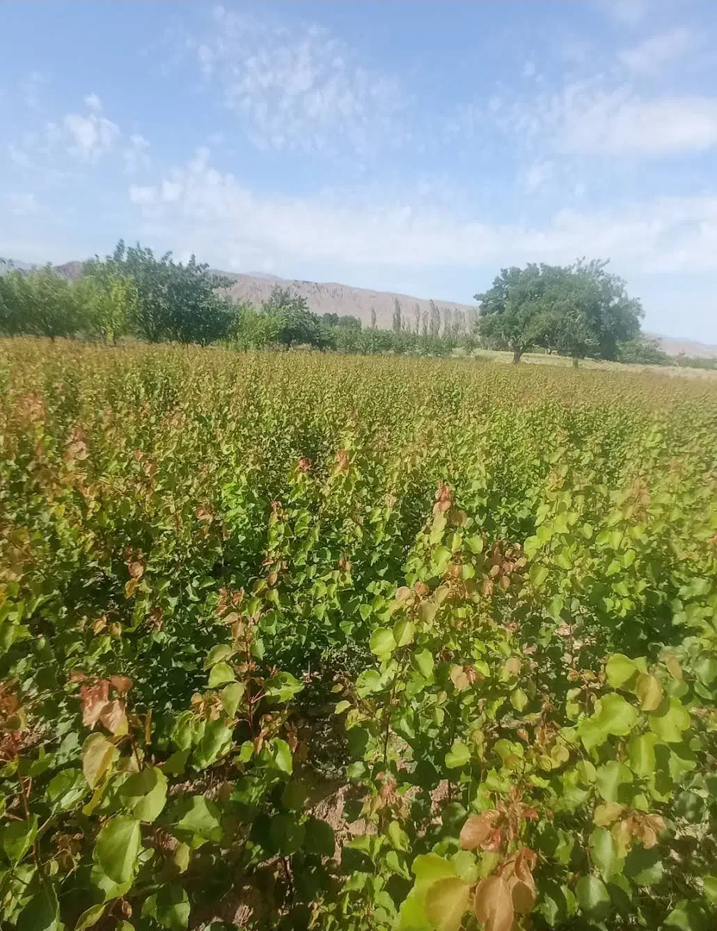 عرضه مستقیم انواع نهالهای باکیفیت و..|خدمات باغبانی و درختکاری|مرند, |دیوار