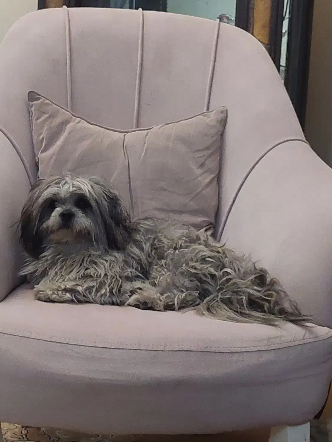 گمشده سگ شیتزو|حیوانات|سهند, |دیوار