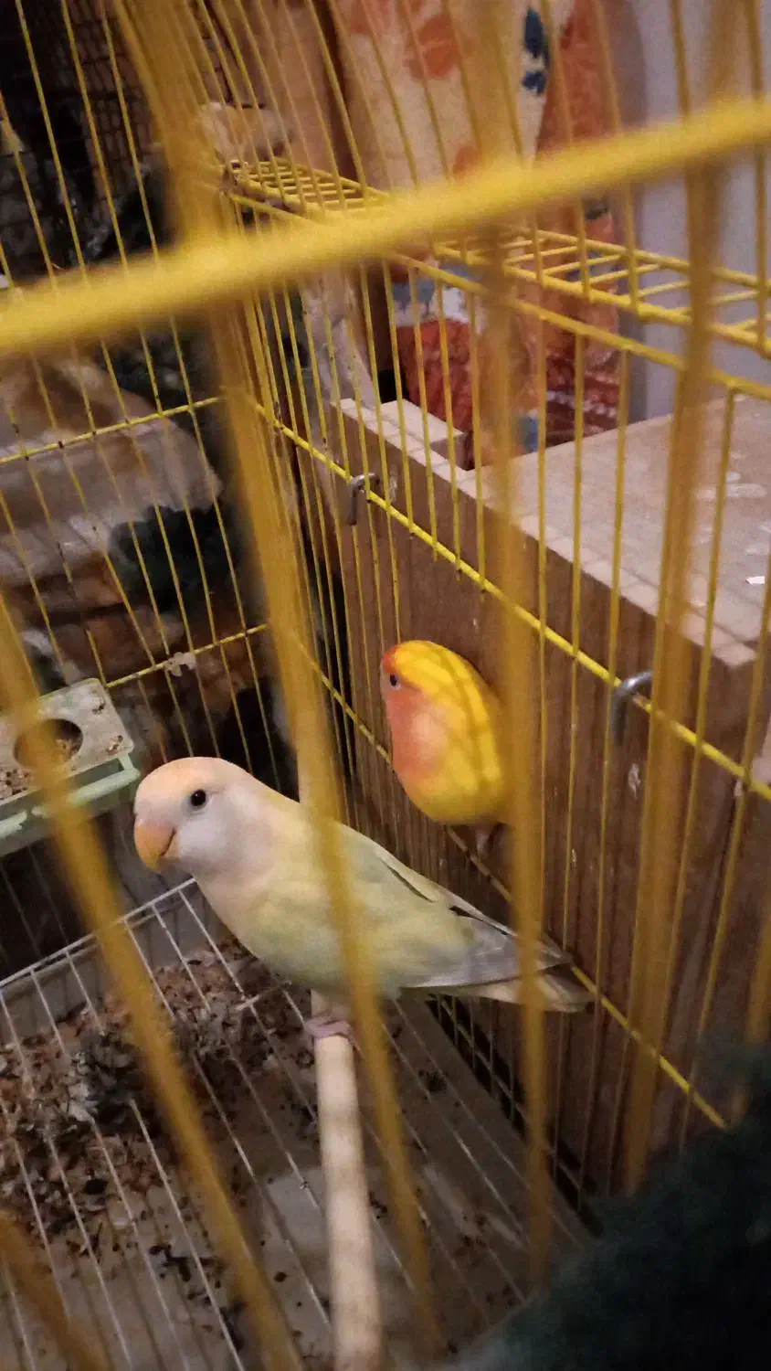 یک جفت برزیلی مولد|پرنده|هشتگرد, هشتگرد قدیم|دیوار