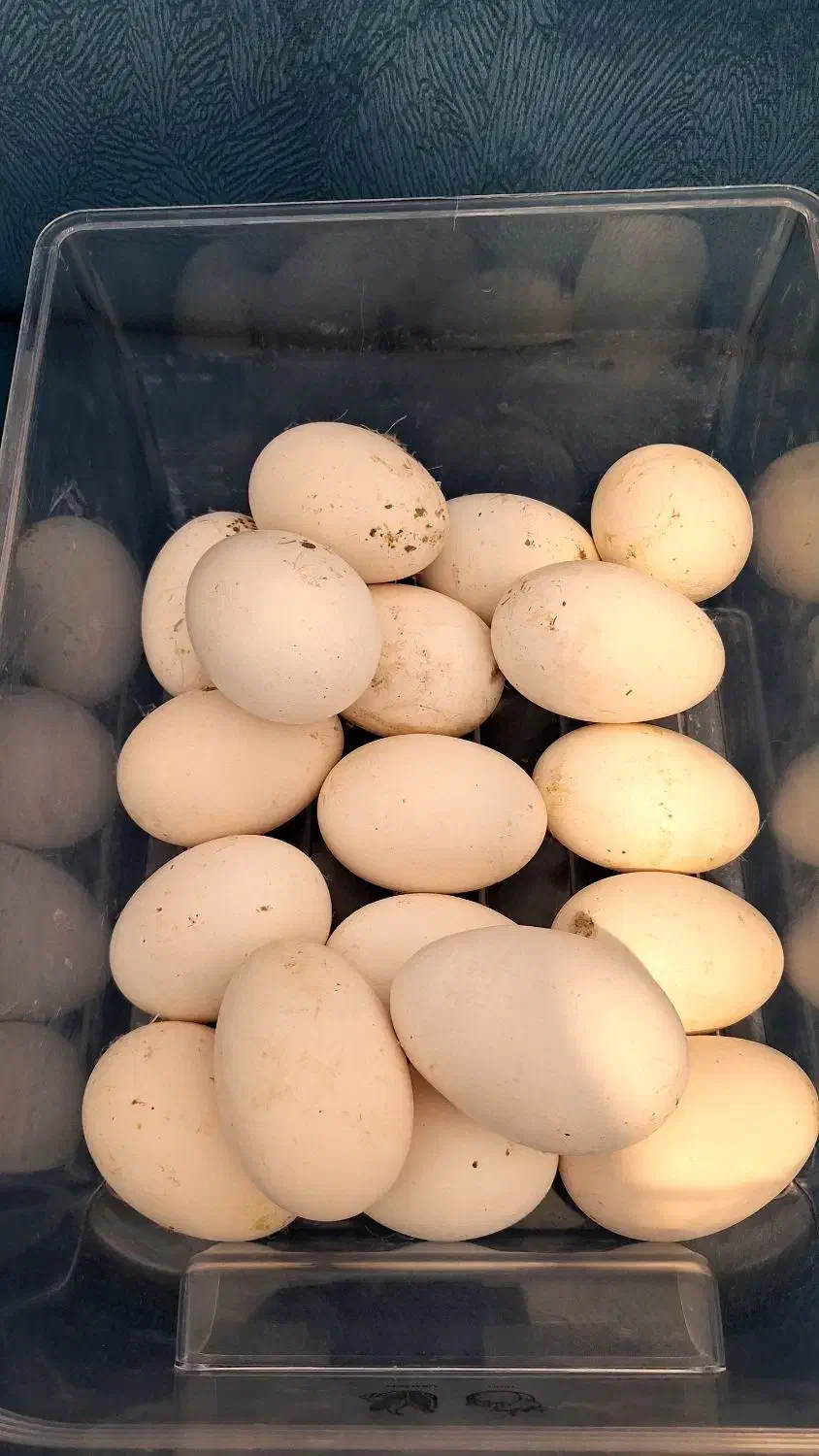 تخم قوغاز تازه و با کیفیت|حیوانات مزرعه|ملایر, |دیوار