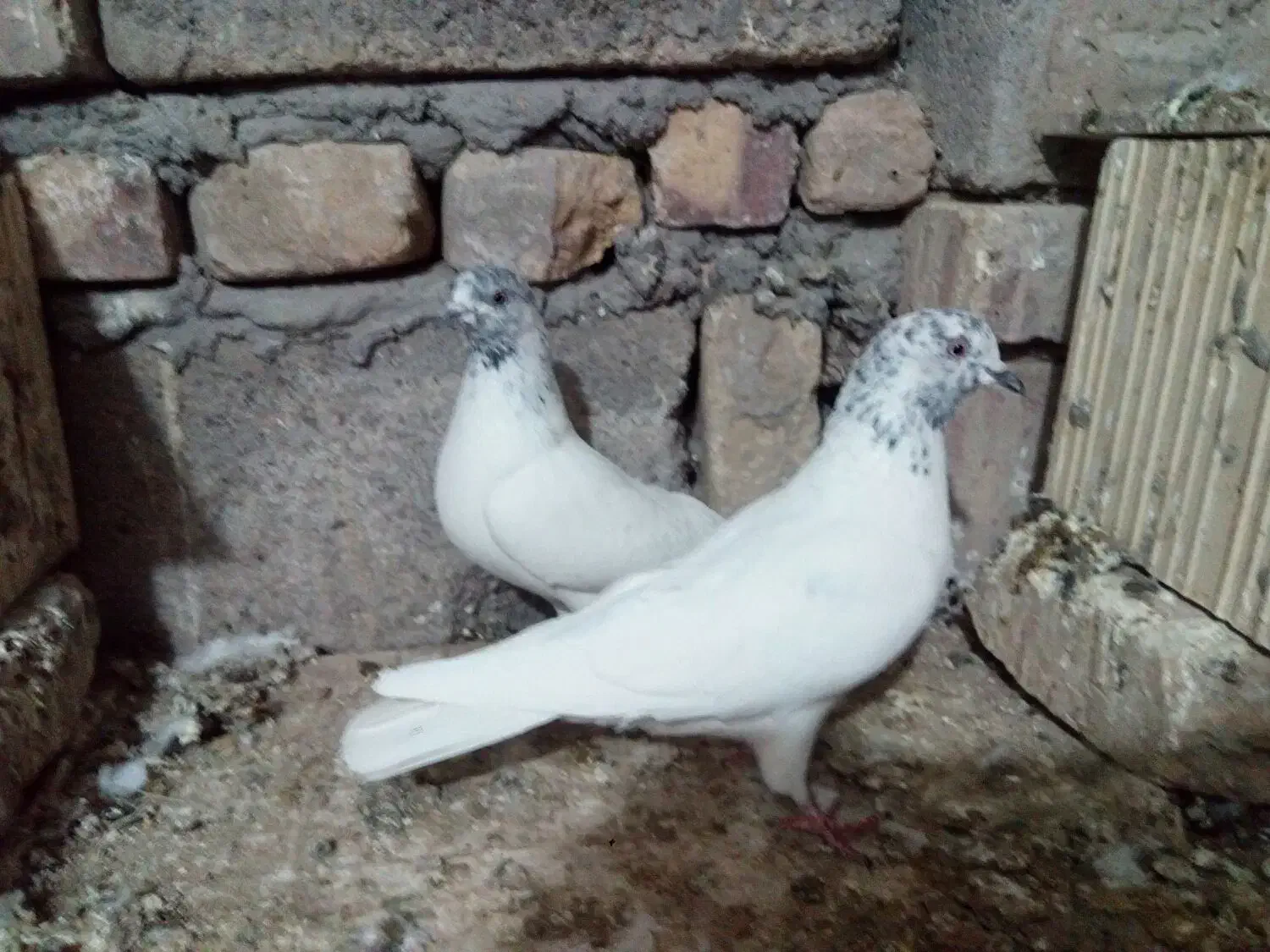 کبوتر پاکستانی و تهرانی|پرنده|هامون, |دیوار