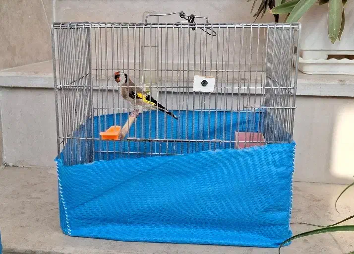 سهره نر|پرنده|بروجرد, |دیوار