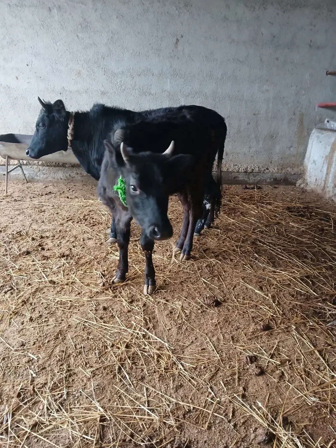 دوتا گوساله ماده|حیوانات مزرعه|گمیشان, |دیوار