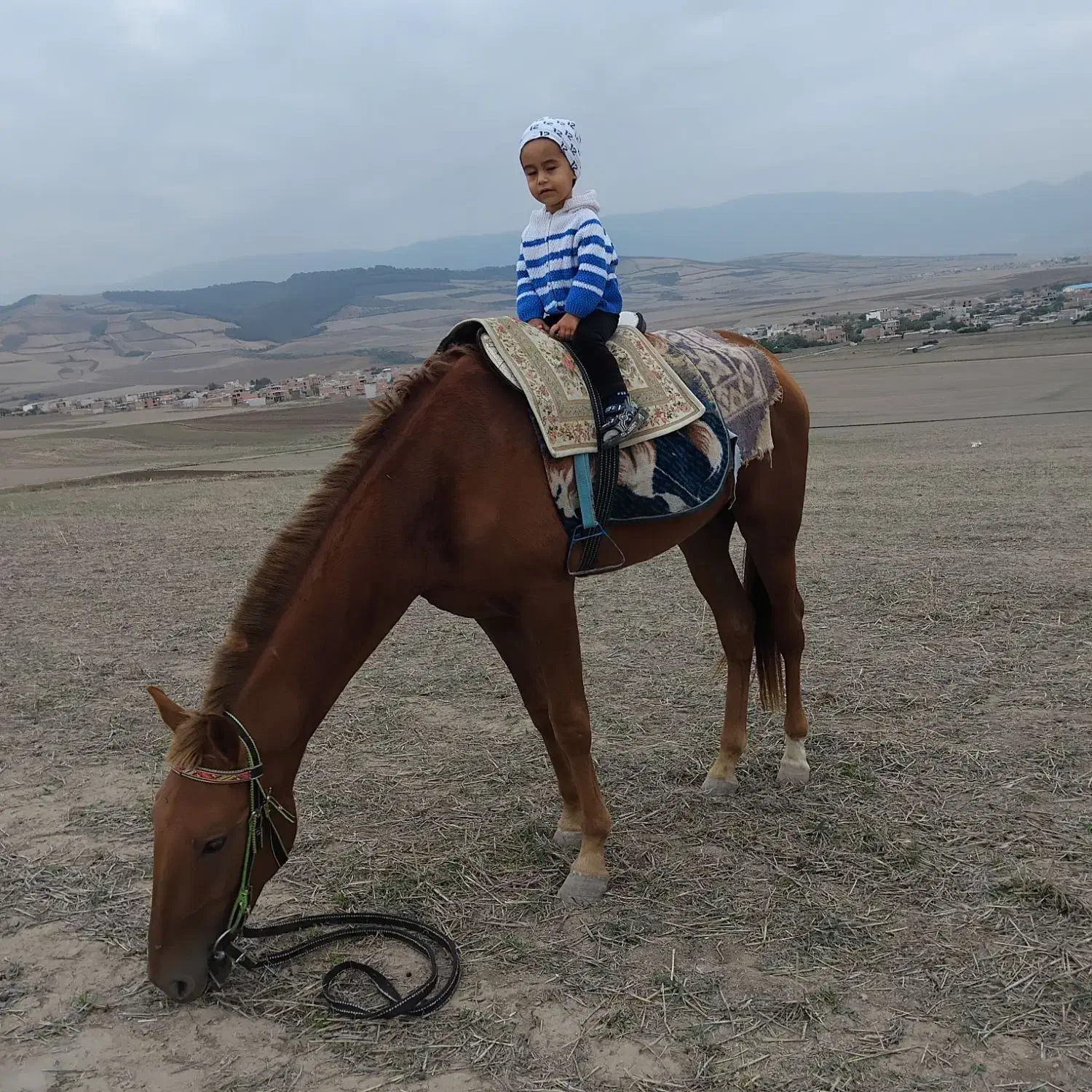 نریان ترکمن 3 ساله سواری شده برگه کشش دار|اسب و تجهیزات اسب‌سواری|کلاله, |دیوار