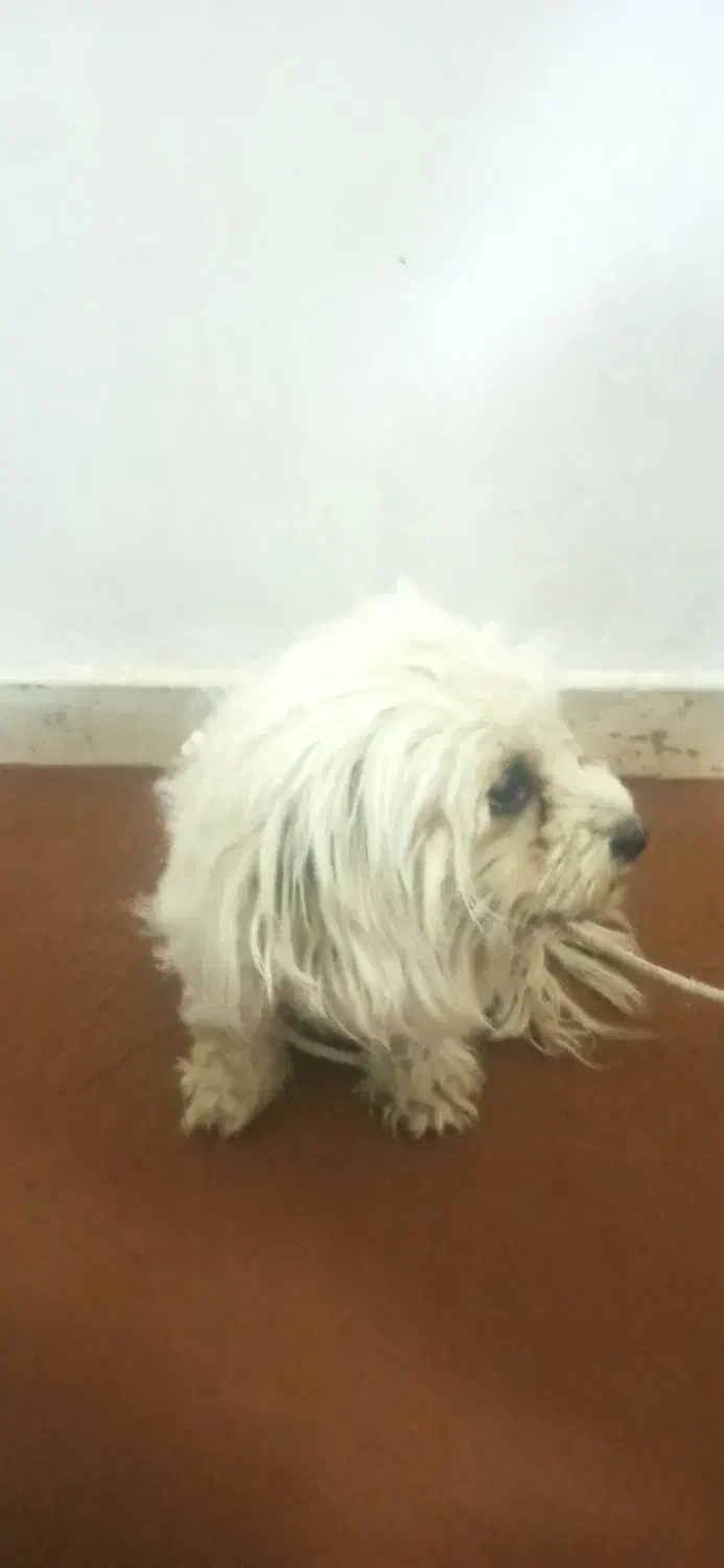 قیمت فروش 1500000تومان|سگ|یاسوج, |دیوار