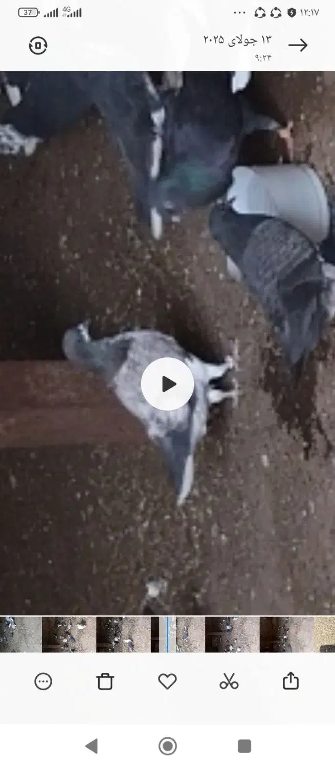 کبوتر|پرنده|ایجرود, |دیوار