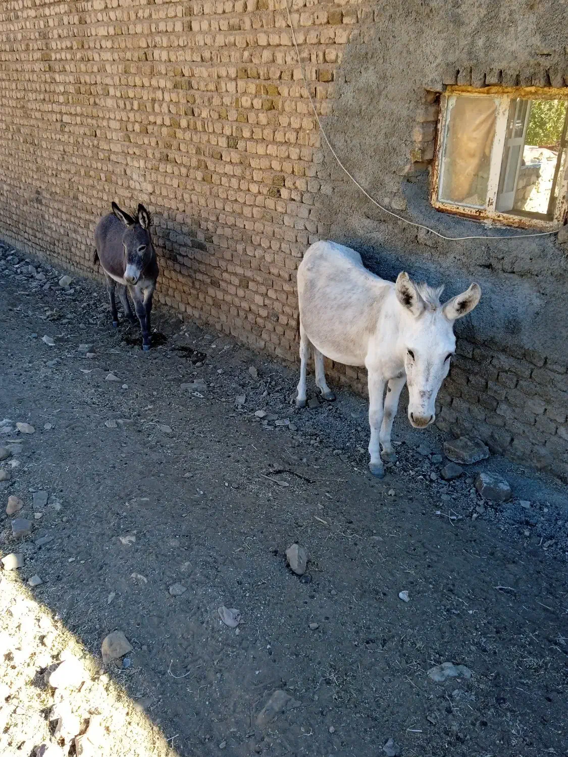 الاغ|حیوانات مزرعه|کوهدشت, |دیوار