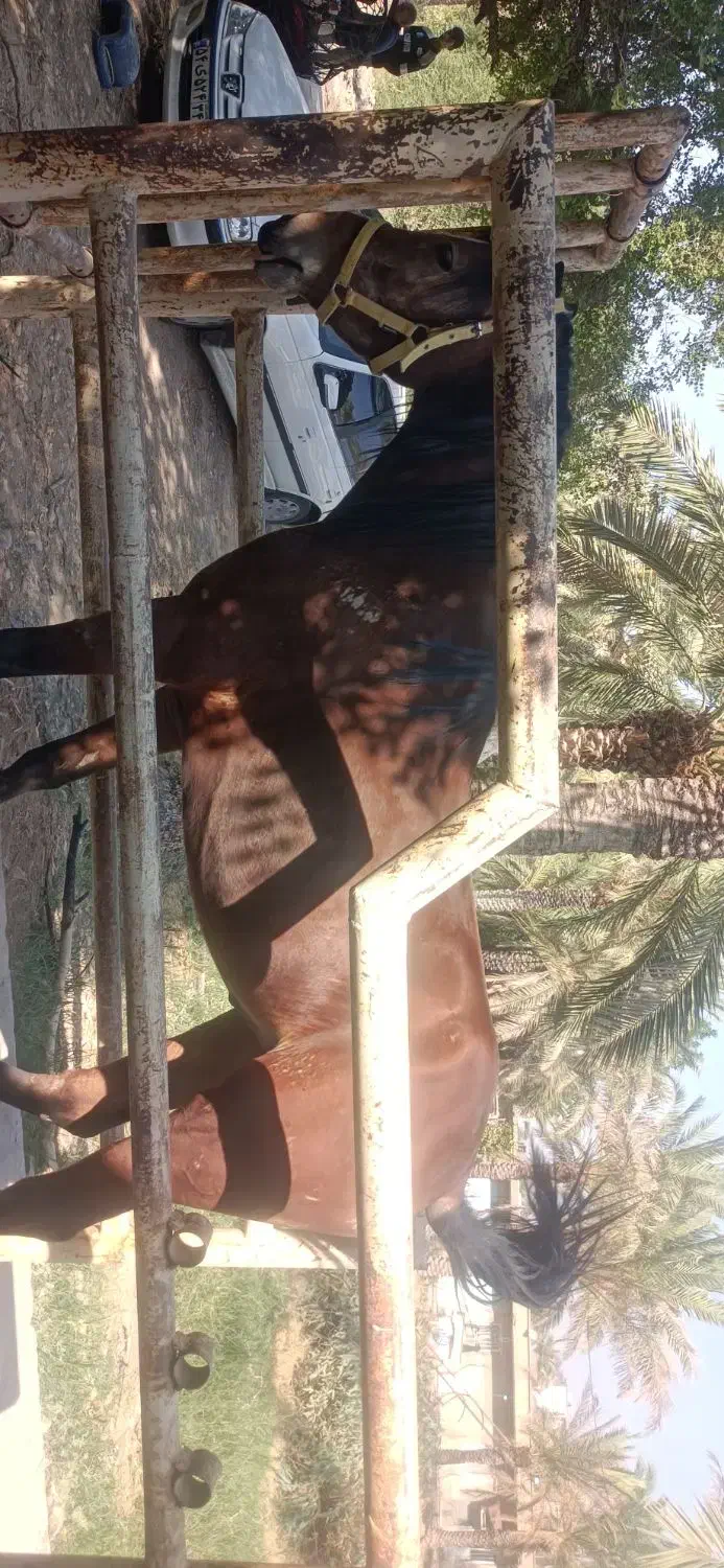 فروش یک راس اسب مادیون نژاد عرب سن سه سال و نیم|اسب و تجهیزات اسب‌سواری|رامهرمز, |دیوار