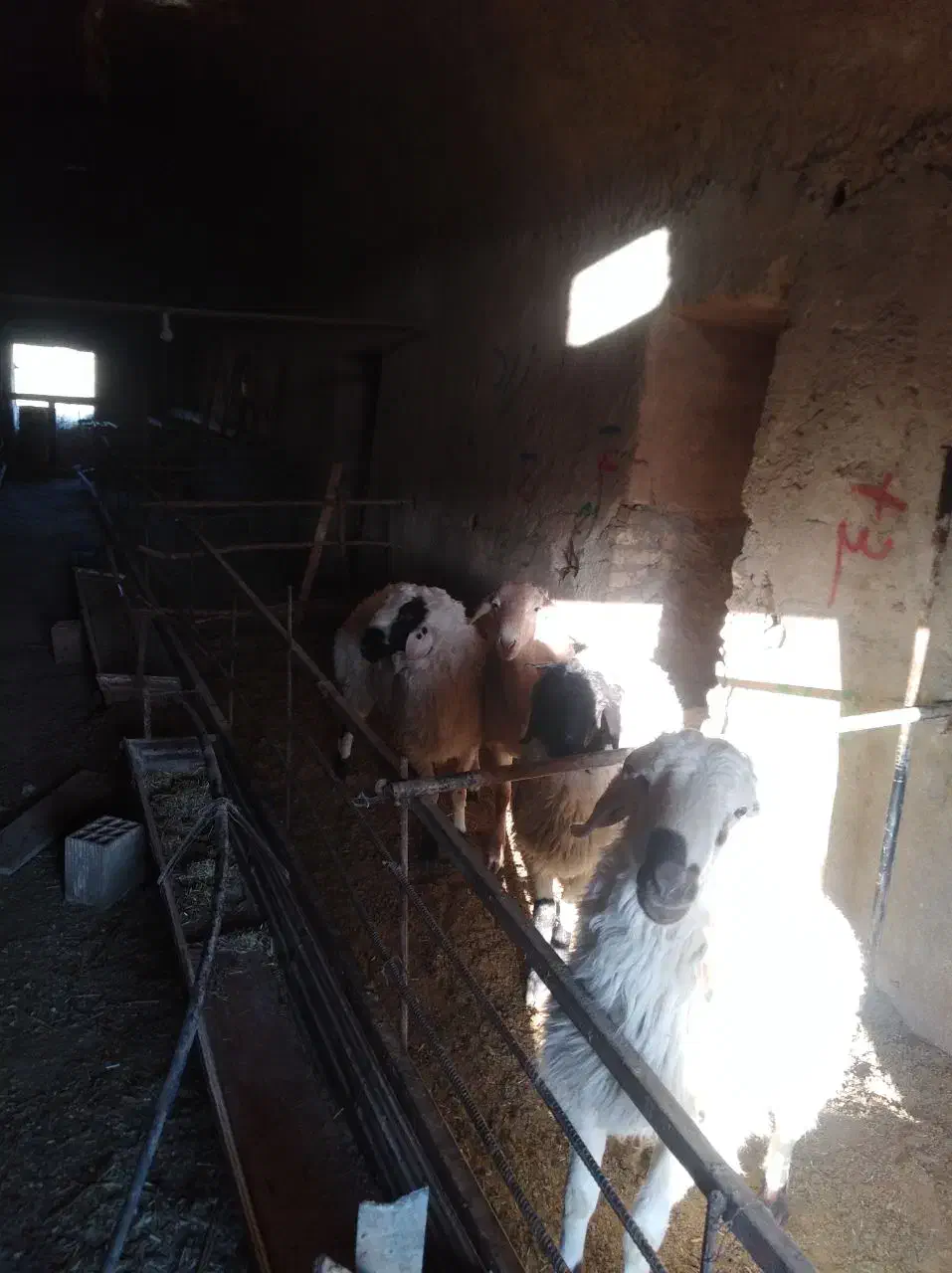 بره نر|حیوانات مزرعه|مود, |دیوار