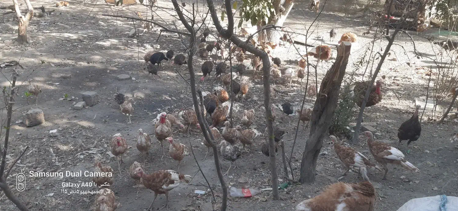 تخم و جوجه بوقلمون|حیوانات مزرعه|مشهد, امیریه|دیوار