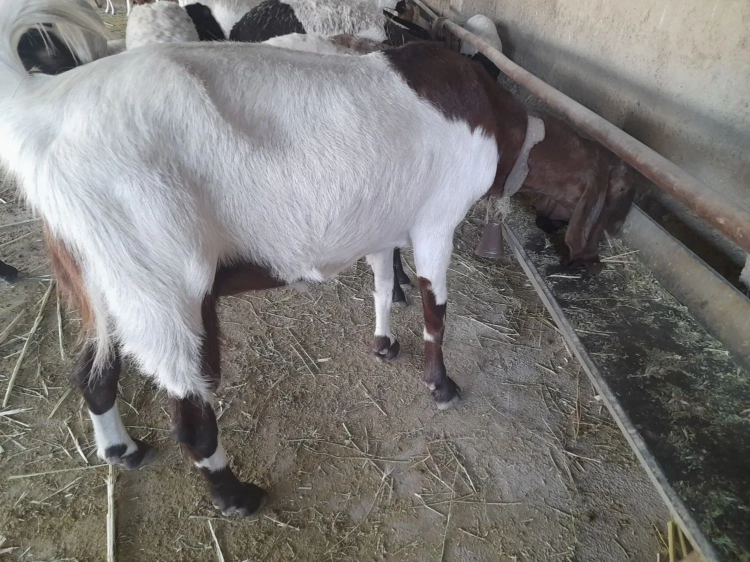 بز پاکستانی با کهره نر ۱۵ روزه|حیوانات مزرعه|شیراز, کفترک|دیوار