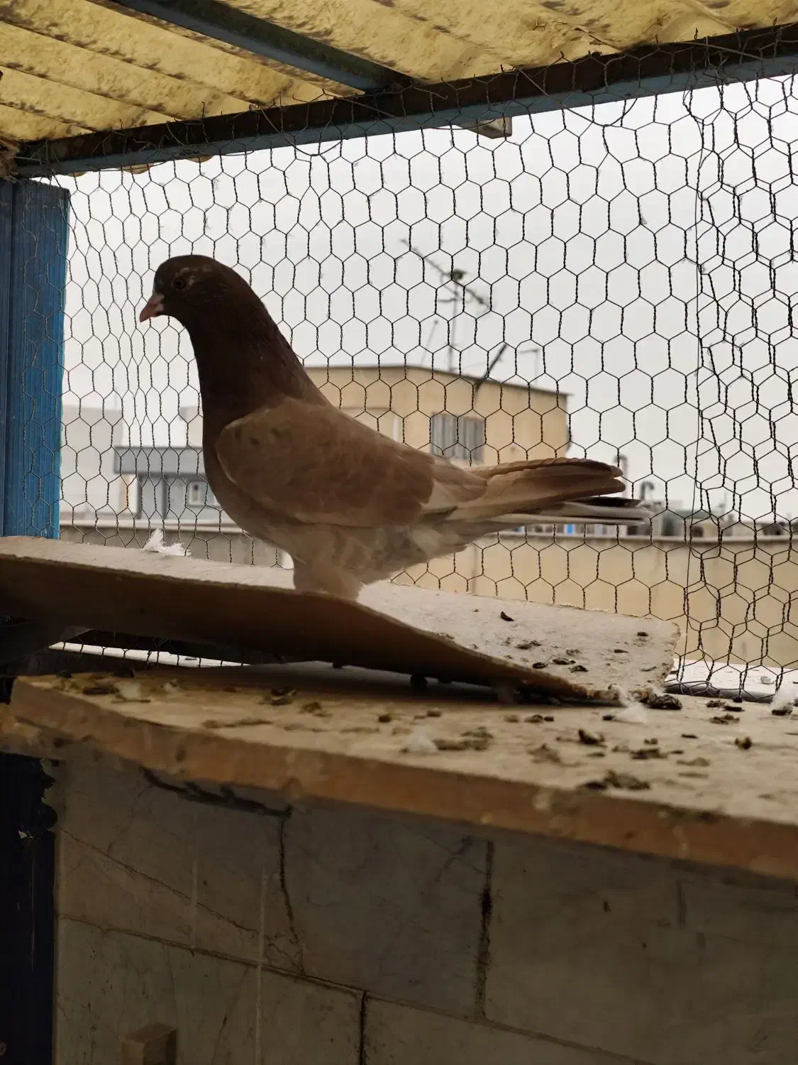 کفتر|پرنده|تهران, جمهوری|دیوار