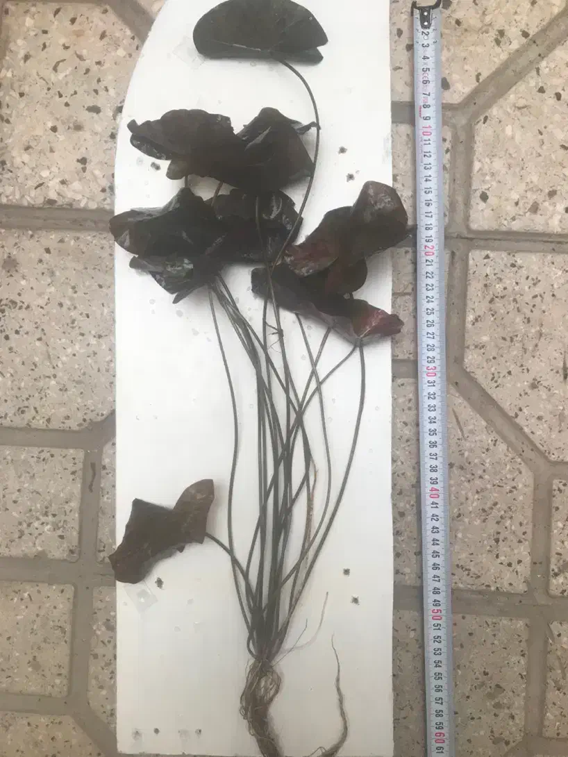 گیاه اکواریومی نیلوفر تایگر|ماهی|شیراز, تحویلی|دیوار