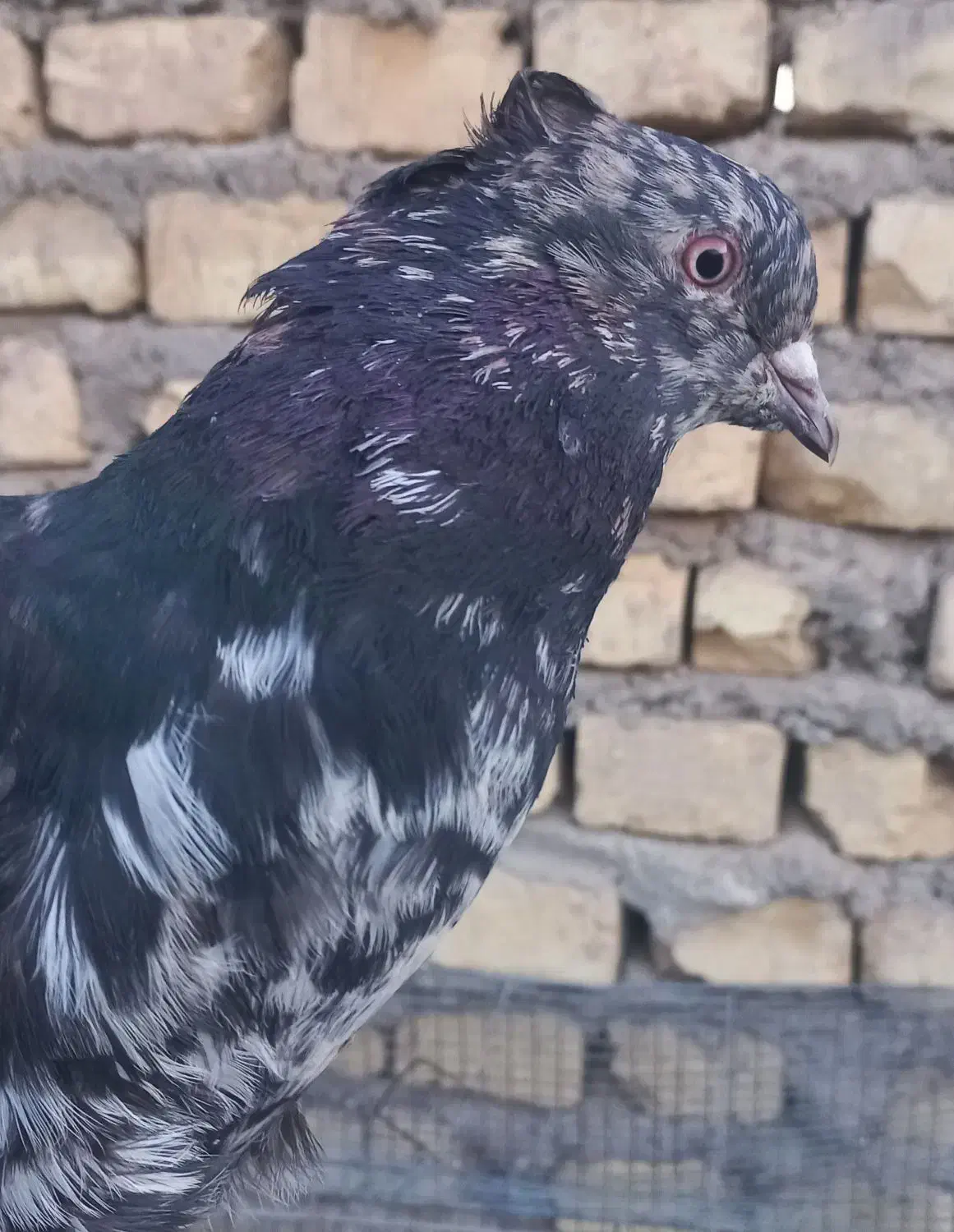 کبوتر نر سرور دم سفید شمعک تخت|پرنده|مروست, |دیوار