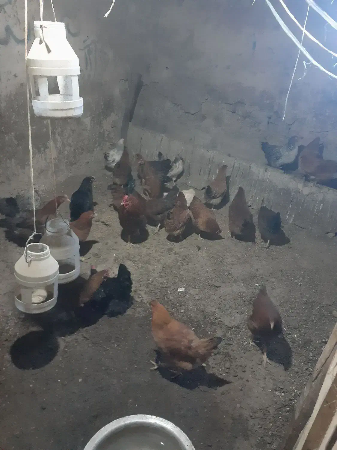 مرغ خانگی|حیوانات مزرعه|کوهسار (آذربایجان), |دیوار